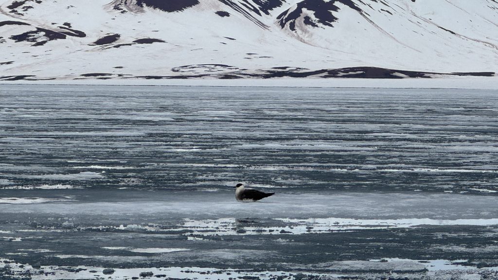 Seabird resting on sea ice with snow-covered mountains in the background